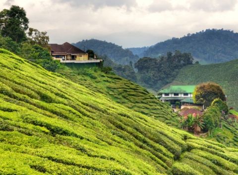 Himalayan Haven: Darjeeling & Gangtok