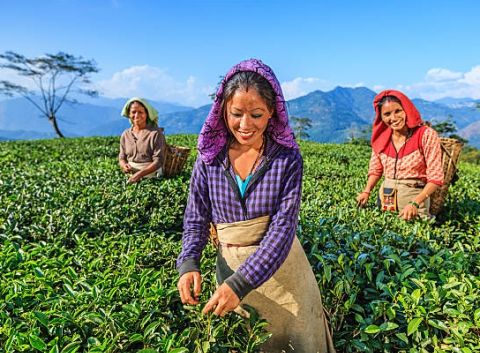 Himalayan Escape: Darjeeling & Gangtok