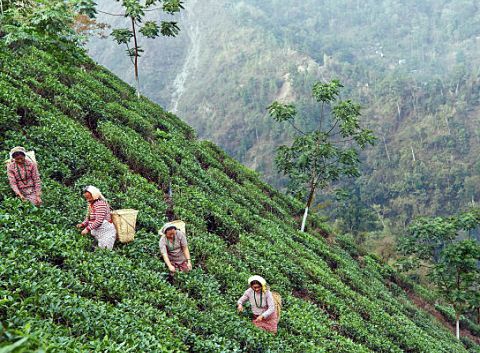 Darjeeling Delights: 4 Days of Scenic Splendor