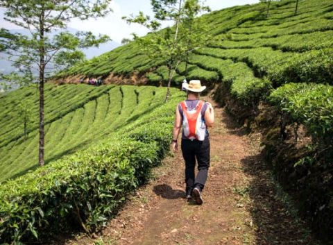 Enchanting Kerala Escapade: Where Backwaters, Hills, and Culture Unite