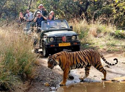 Jaipur  Ranthambore Tour
